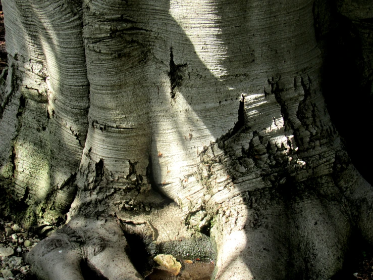 the bark and bark on a tree is really soft