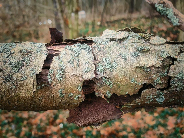 a tree that has been cut down with no leaves