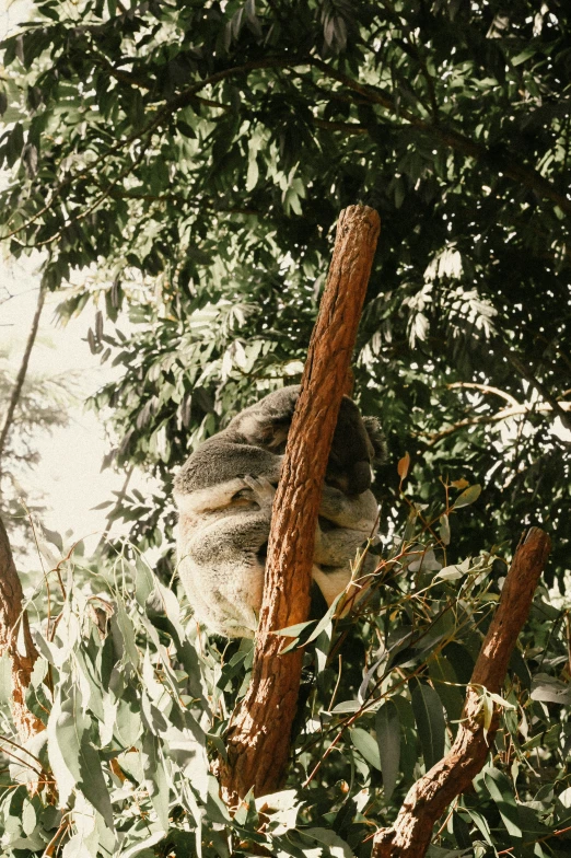 a koala is perched on a tree nch in the wilderness