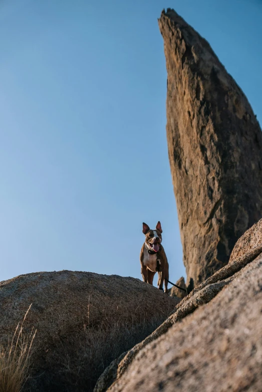a dog sitting in a rock with a rock formation behind it