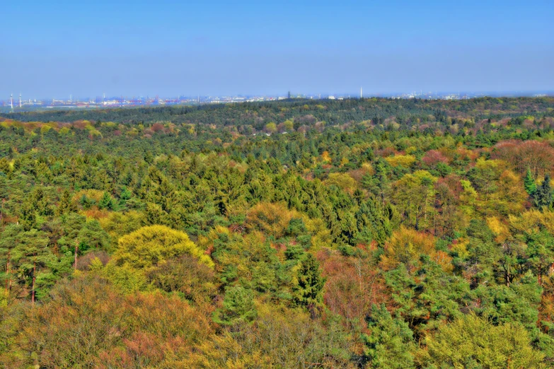 the top of the hill is full of many different colored trees