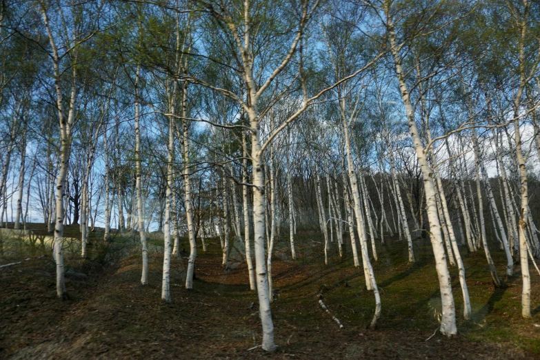 many trees in the middle of an outdoor field