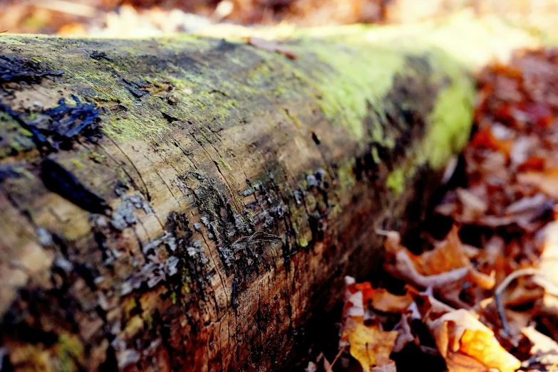 a green log sitting on top of leaves