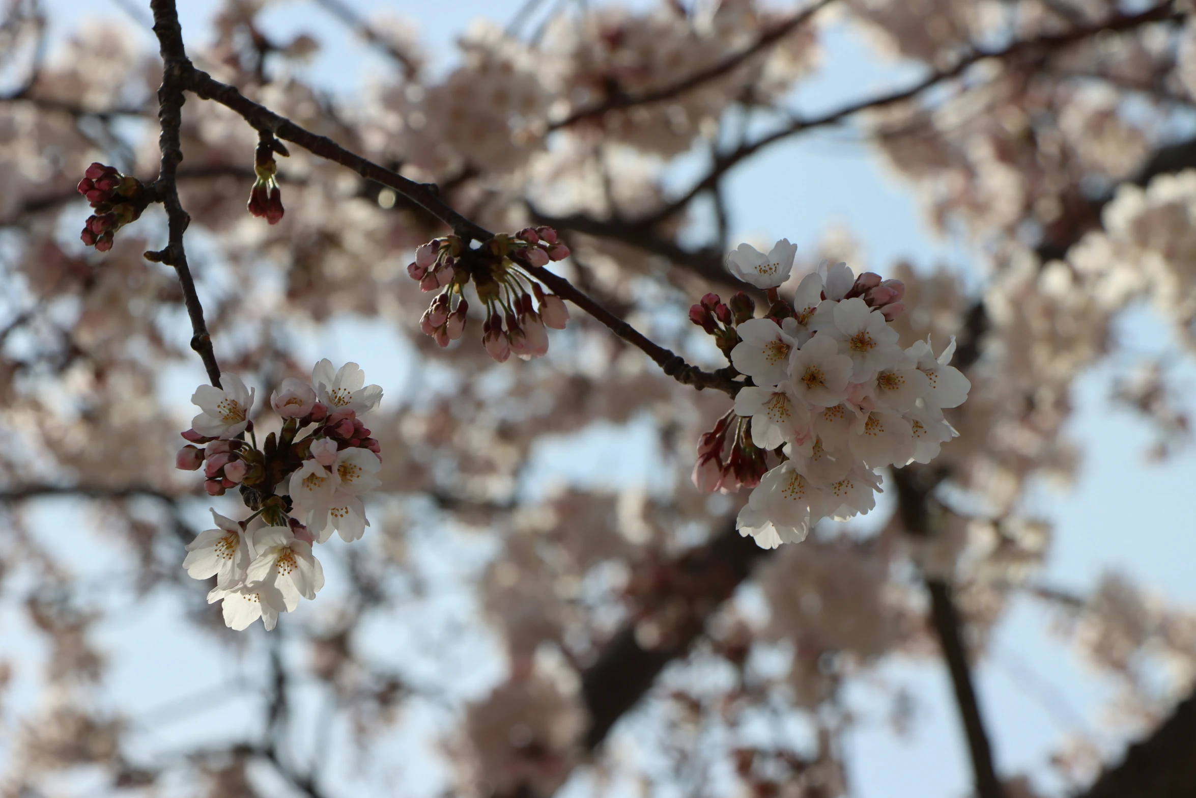 nches with pink flowers and green leaves on them