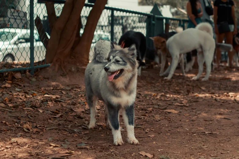 dog standing in dirt area with people in background