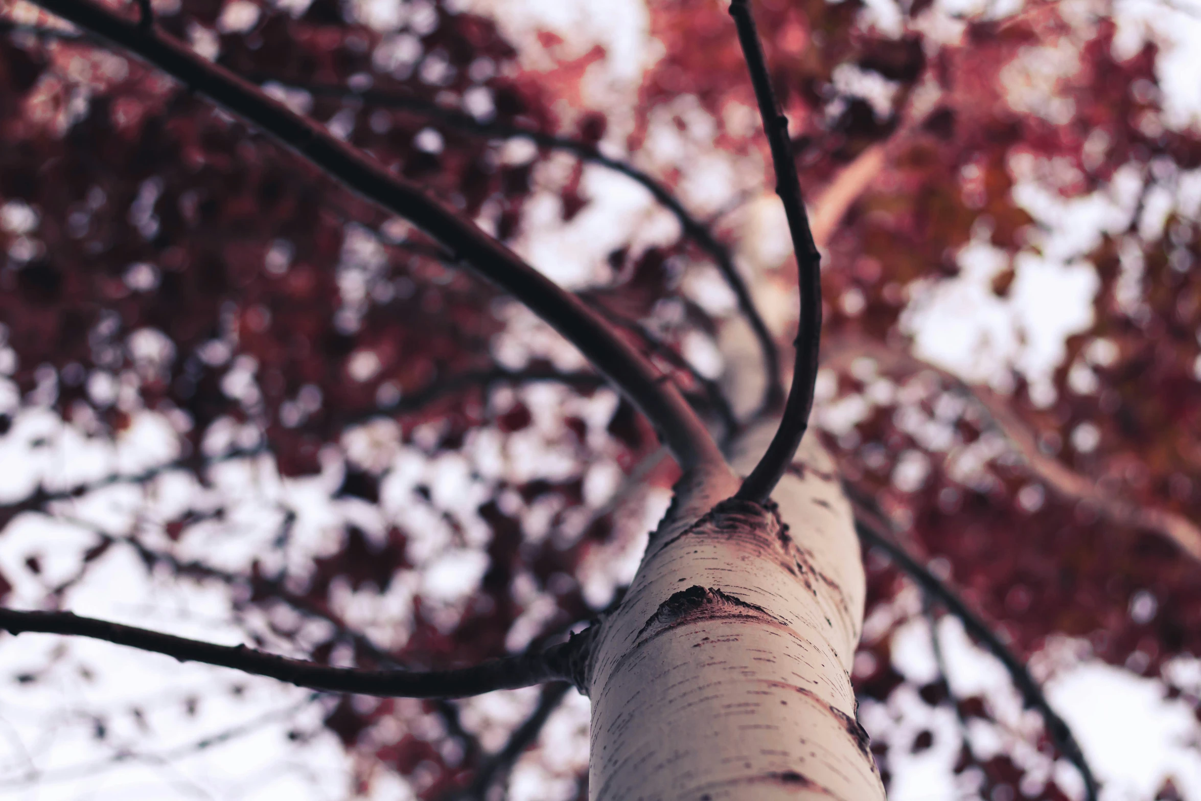 a tree with many red leaves and a tall white pillar