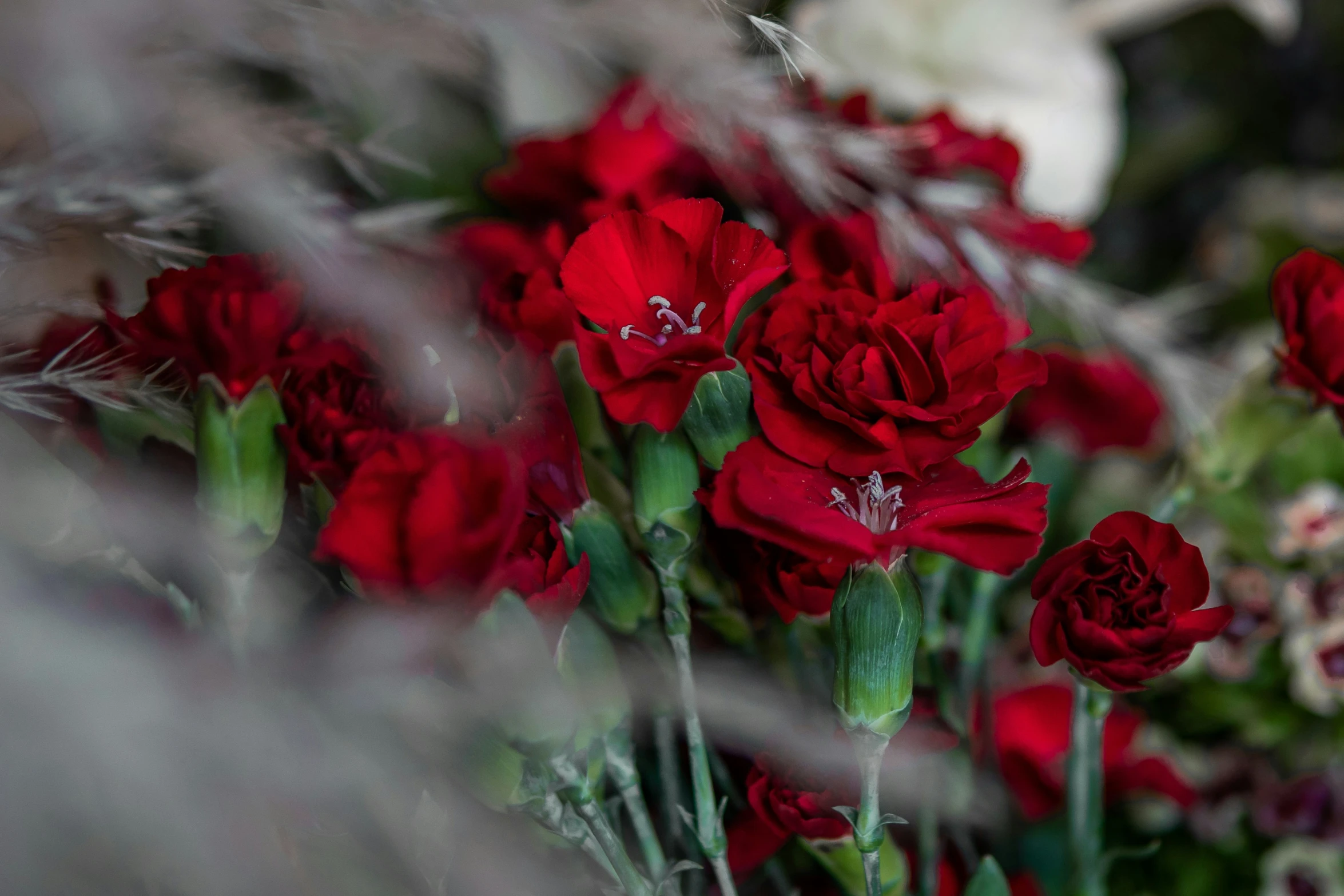 a couple of red roses that are on a table