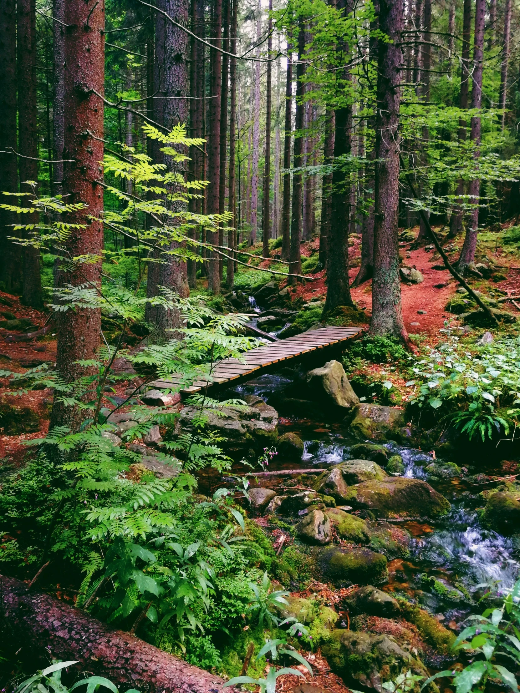 there is a small wooden bridge in the woods