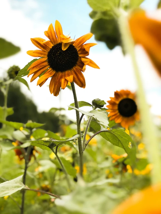 large orange flowers stand tall amongst green leaves