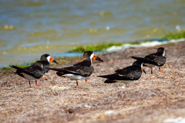 small black birds are standing by the water