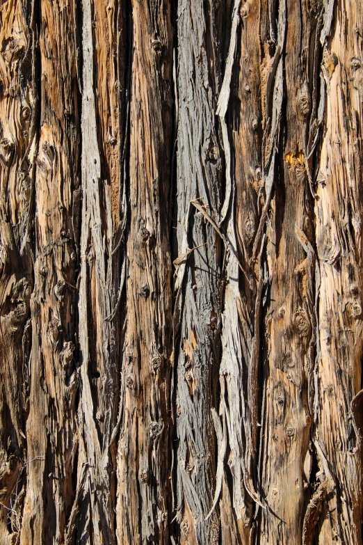 closeup of the bark on a tree