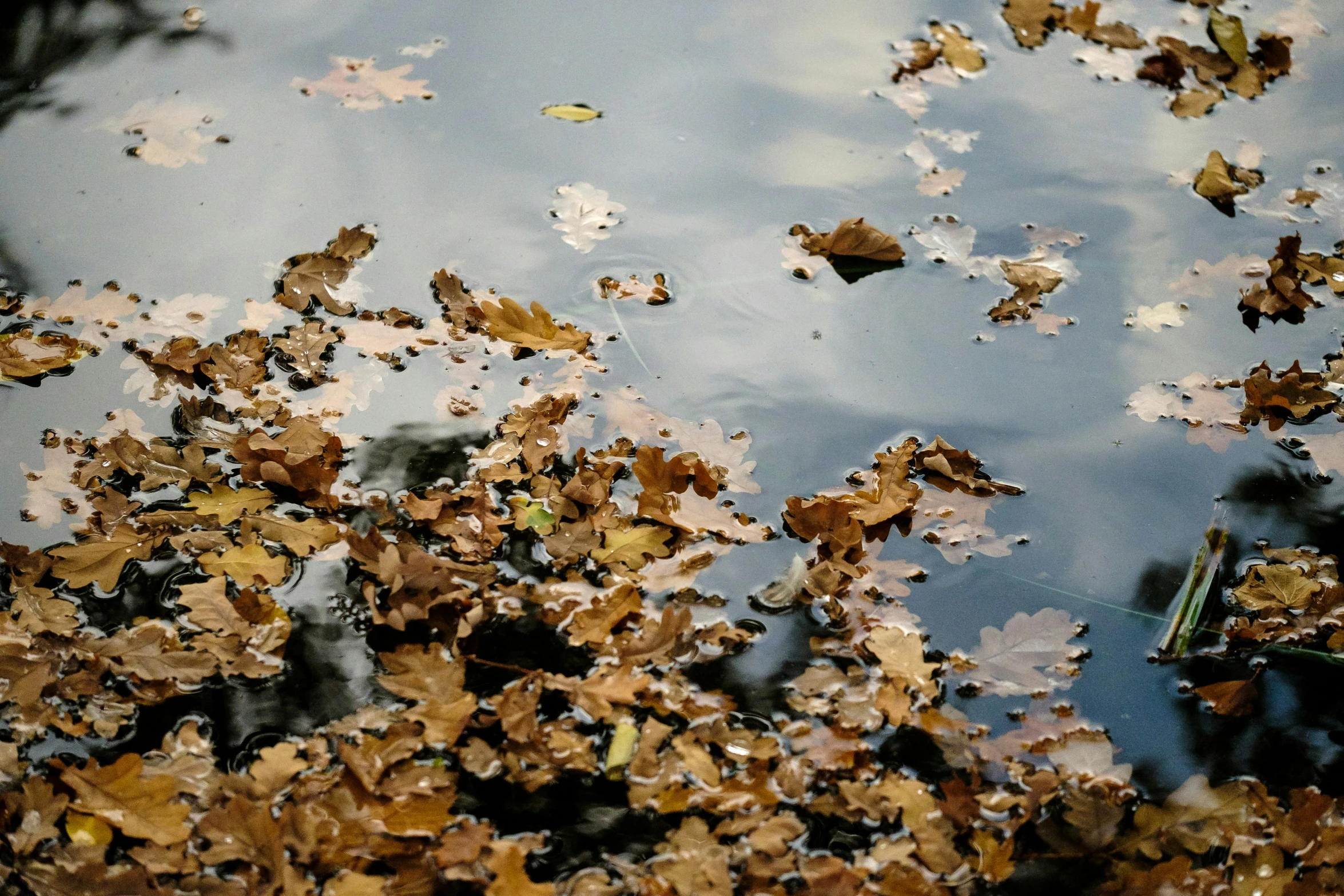 some leaves and water near some trees