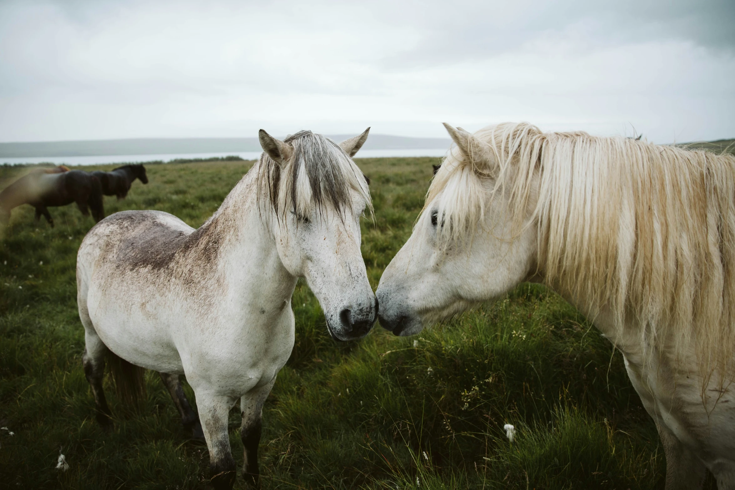 the two white horses are standing close together