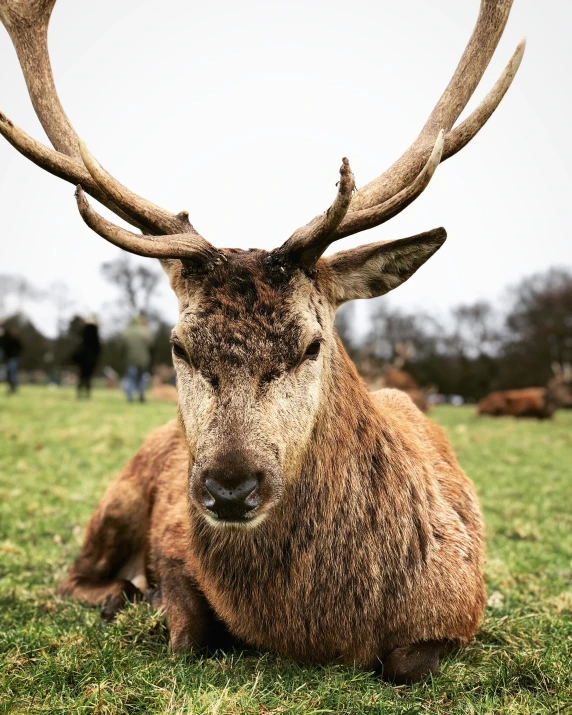 the large deer is sitting with its huge horns up