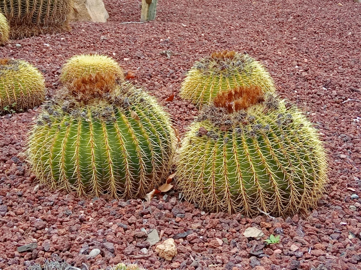 the plants are growing in the rocky area