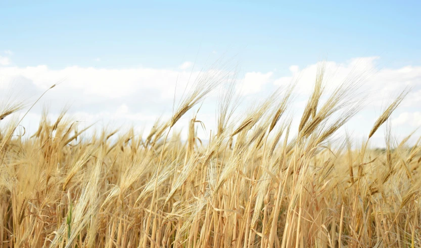 wheat is in a field with a blue sky and clouds