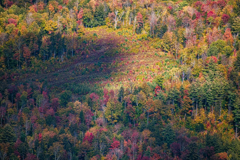 a forest in the fall with colorful trees