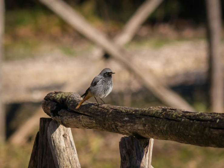 a small bird on a wooden perch in a forest