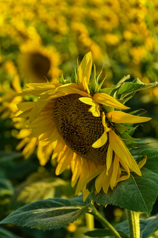 a sunflower stands in a field with another sunflower nearby