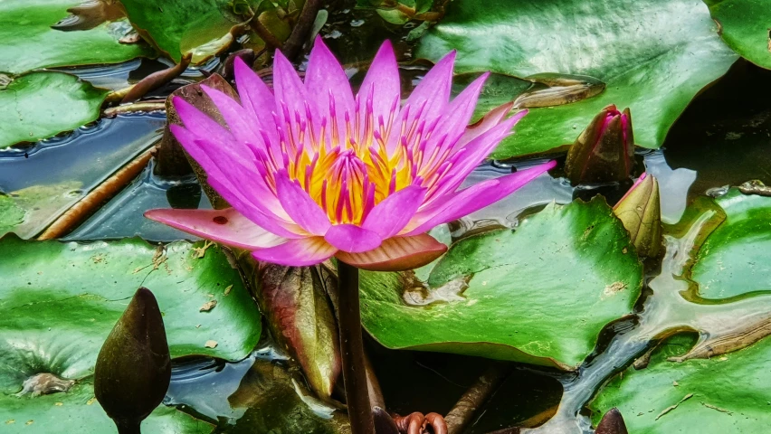 a beautiful pink flower blooming between leaves