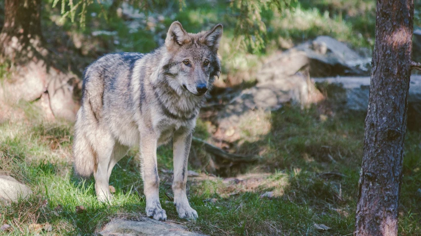 the lone wolf stands on a stone and grass field