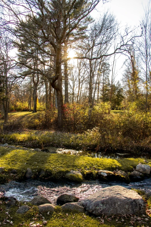 a stream in the woods, next to some trees