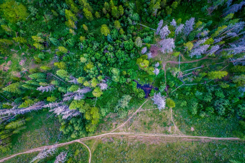 aerial view of a wooded area from above