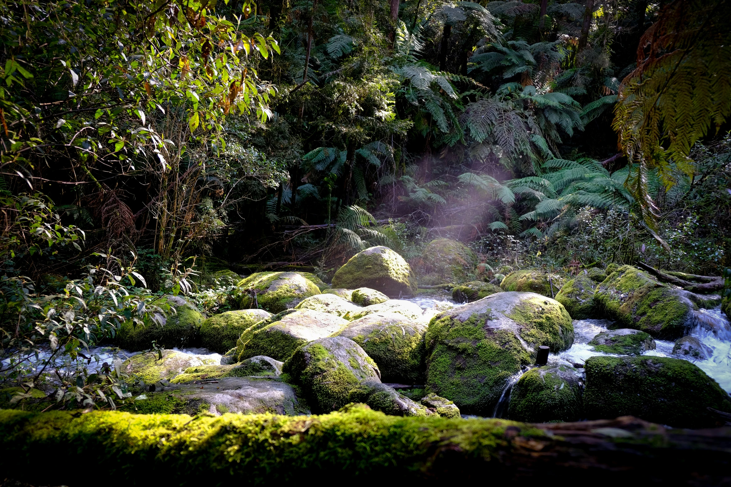 moss covered rocks in a small stream with trees and bushes in the background