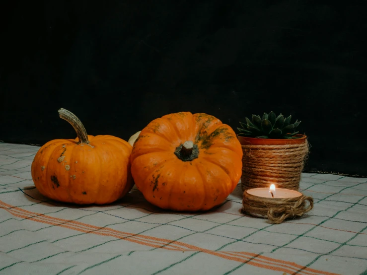 two pumpkins and a small plant on a table