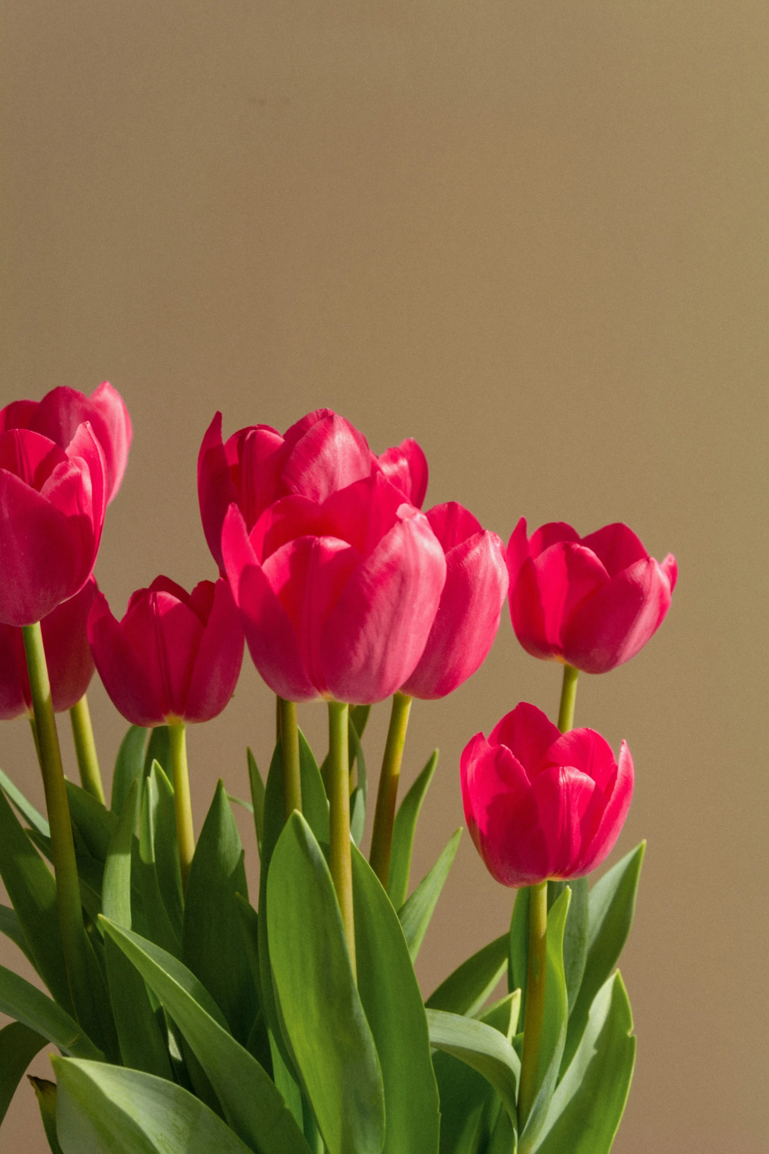 the pink tulips are in the green vase