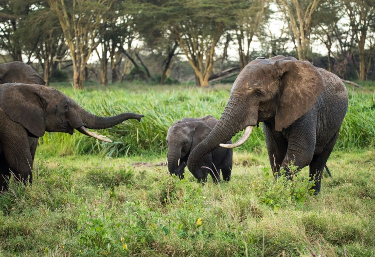two elephants and a baby one on the grassy plains