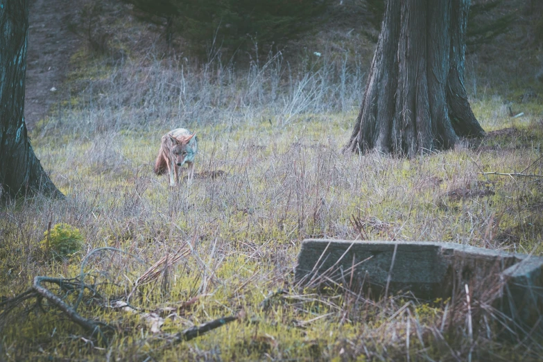 a dog running in the woods near many trees