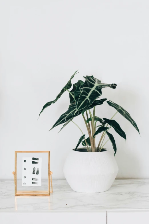 a house plant sitting in front of a white wall