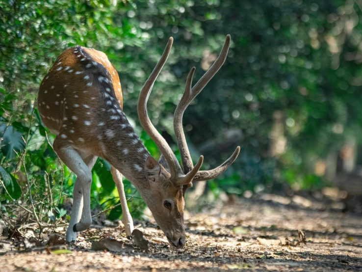 a deer on the dirt area and some trees