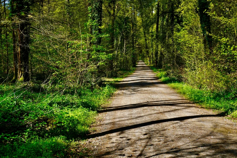 a path surrounded by trees on the side of a road