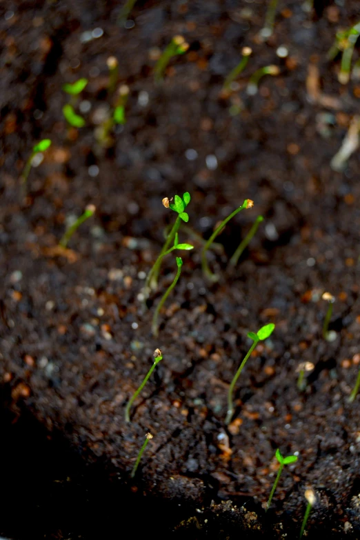 small plants sprouting from the ground