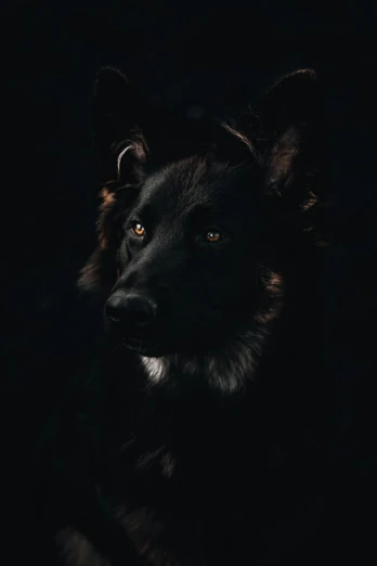 a black dog with long ears and white collar