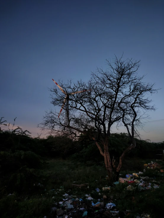 this is a bare tree with garbage all over it