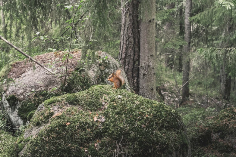 a squirrel sitting on top of a mossy rock