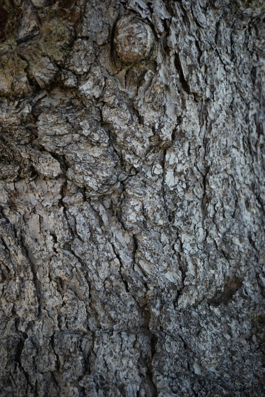 a tree is textured with gray moss