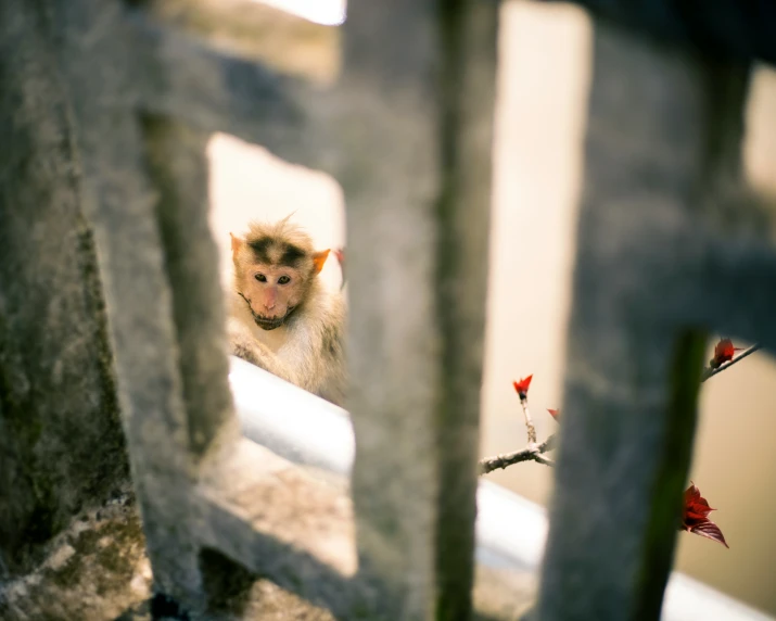 an animal in a cage looking out a window