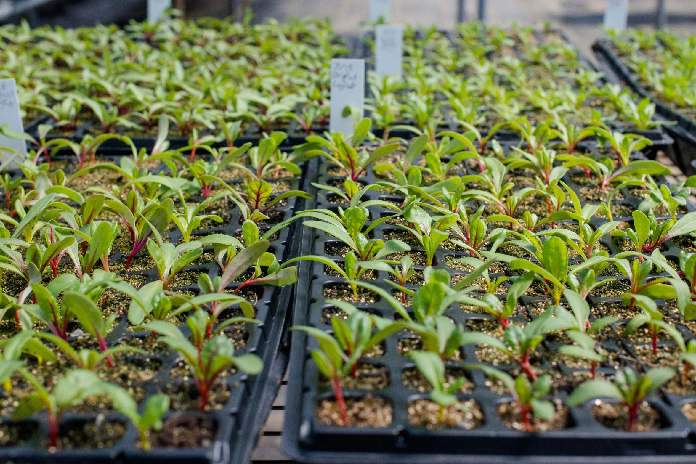 a large amount of plants growing inside of trays