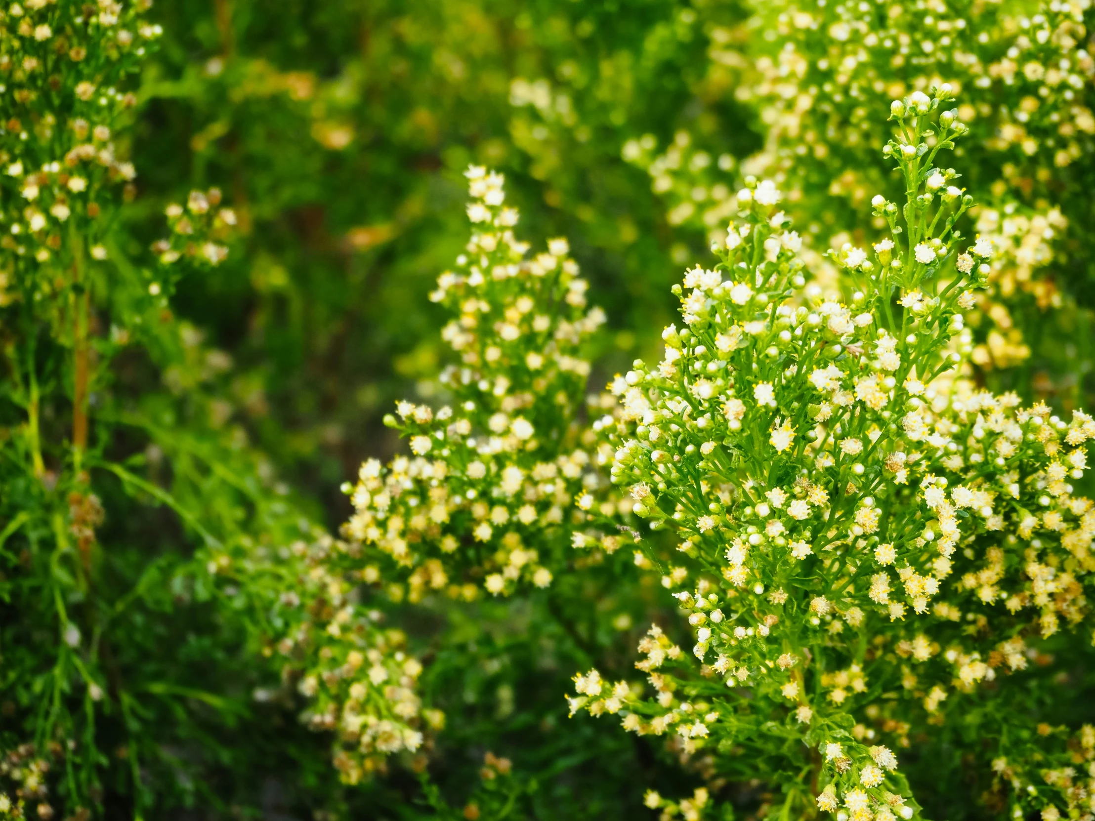 a field full of green grass and white flowers