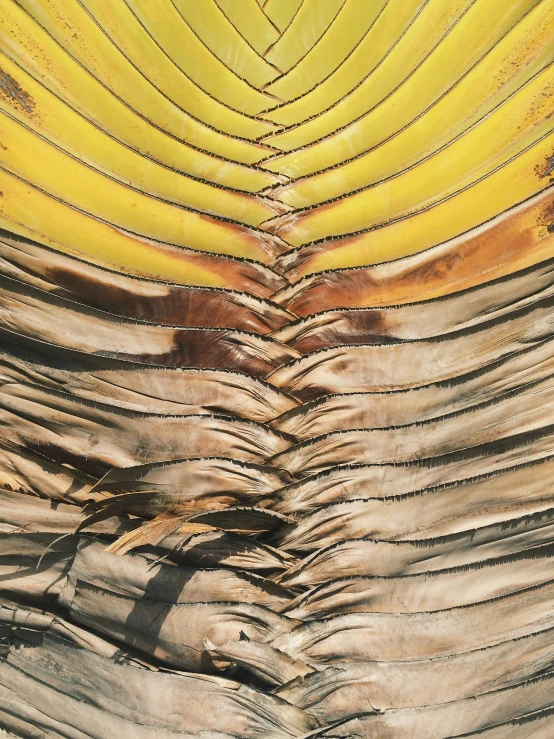 this is an image of a banana tree trunk