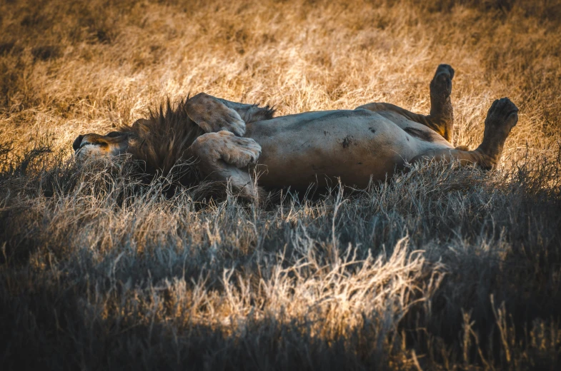 a dead animal sitting on its side in the middle of a grassy field