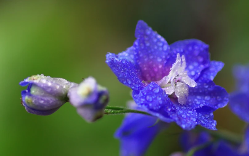 a flower in blue is shown with drops of water