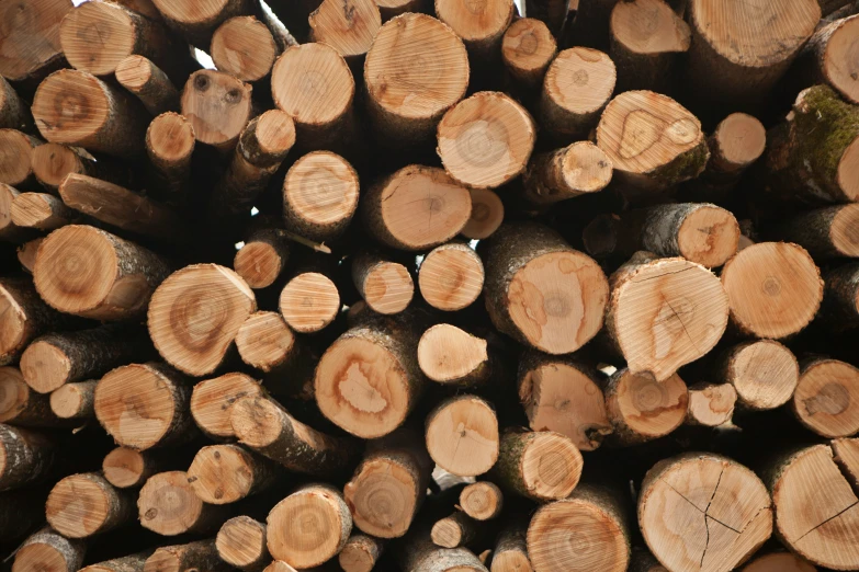 large piles of tree trunks stacked up with wooden slices on top