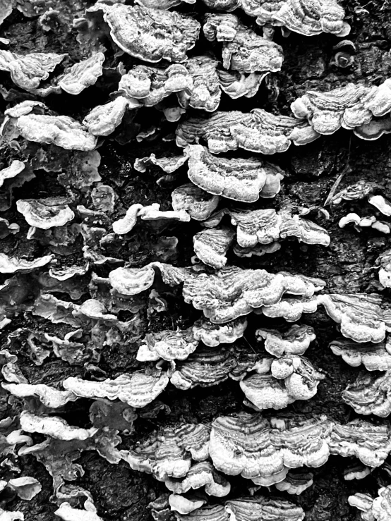 a black and white pograph of small, old - fashioned mushrooms