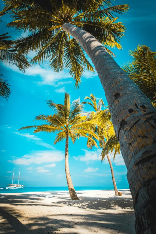 two palm trees on a beach next to the ocean