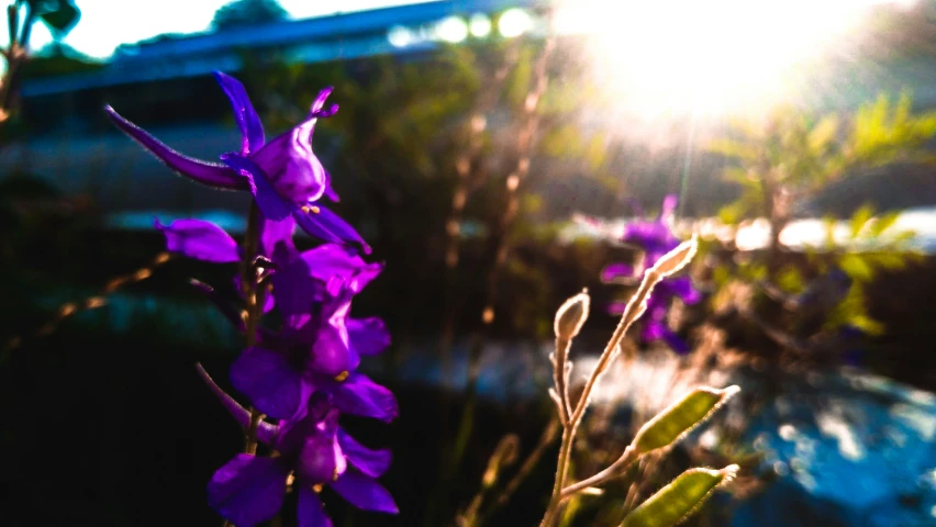 some purple flowers sitting in front of a building